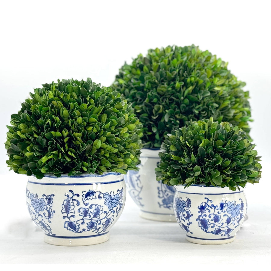 Boxwood Ball Topiary in Round Bulb Blue & White Ceramic Pot: Medium